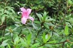 Rhododendron kanehirai
