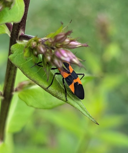 Large Milkweed Bug photographed in Alabama