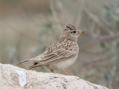 Alaudala heinei