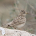 Lesser Short-toed Lark - Photo (c) Ani Sarkisyan, some rights reserved (CC BY), uploaded by Ani Sarkisyan
