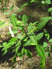 Salix paradoxa