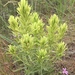 Thompson's Indian Paintbrush - Photo (c) p38, some rights reserved (CC BY-NC), uploaded by p38