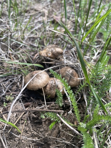 iNaturalist observation photo of Agaricineae