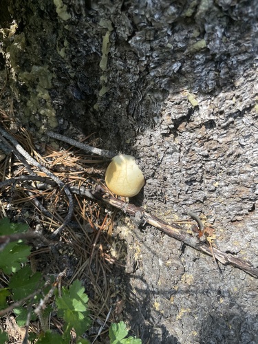 iNaturalist observation photo of Veiled Polypore
