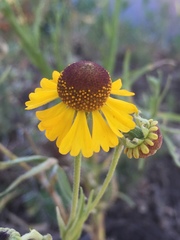 Helenium mexicanum