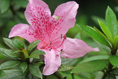 Rhododendron kanehirai