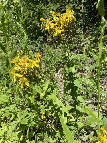 Hypericum montbretii (Hypericum montbretii)