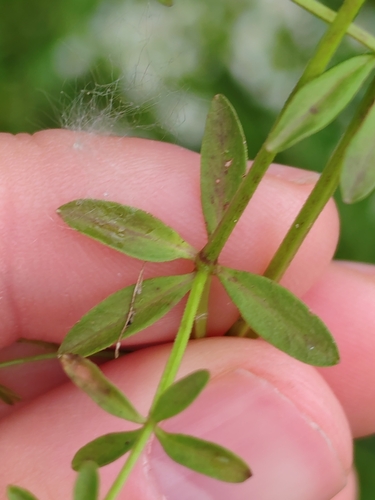 Image of Galium elongatum by (c) Ljaž, some rights reserved (CC BY)