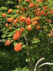 Rhododendron calendulaceum