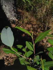 Salix paradoxa