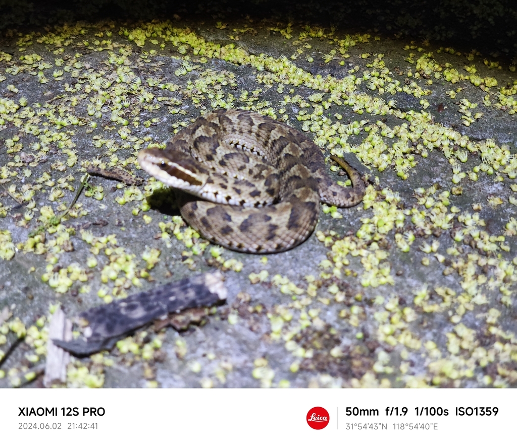 Short-tailed Mamushi from Nanjing, CN-JS, CN on June 2, 2024 at 09:22 ...