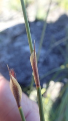 Hypodiscus aristatus