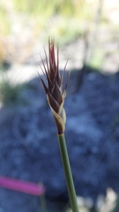 Hypodiscus aristatus