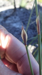 Hypodiscus aristatus