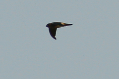 Aerodramus germani