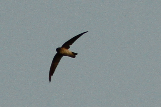 Edible-nest Swiftlet