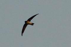 Aerodramus germani