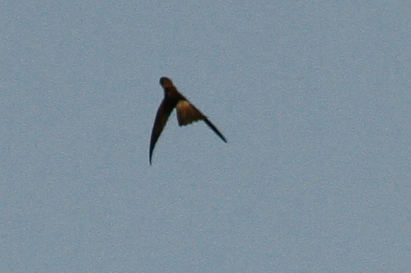 Edible-nest Swiftlet