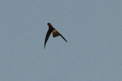 Aerodramus germani