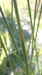 Hypodiscus aristatus