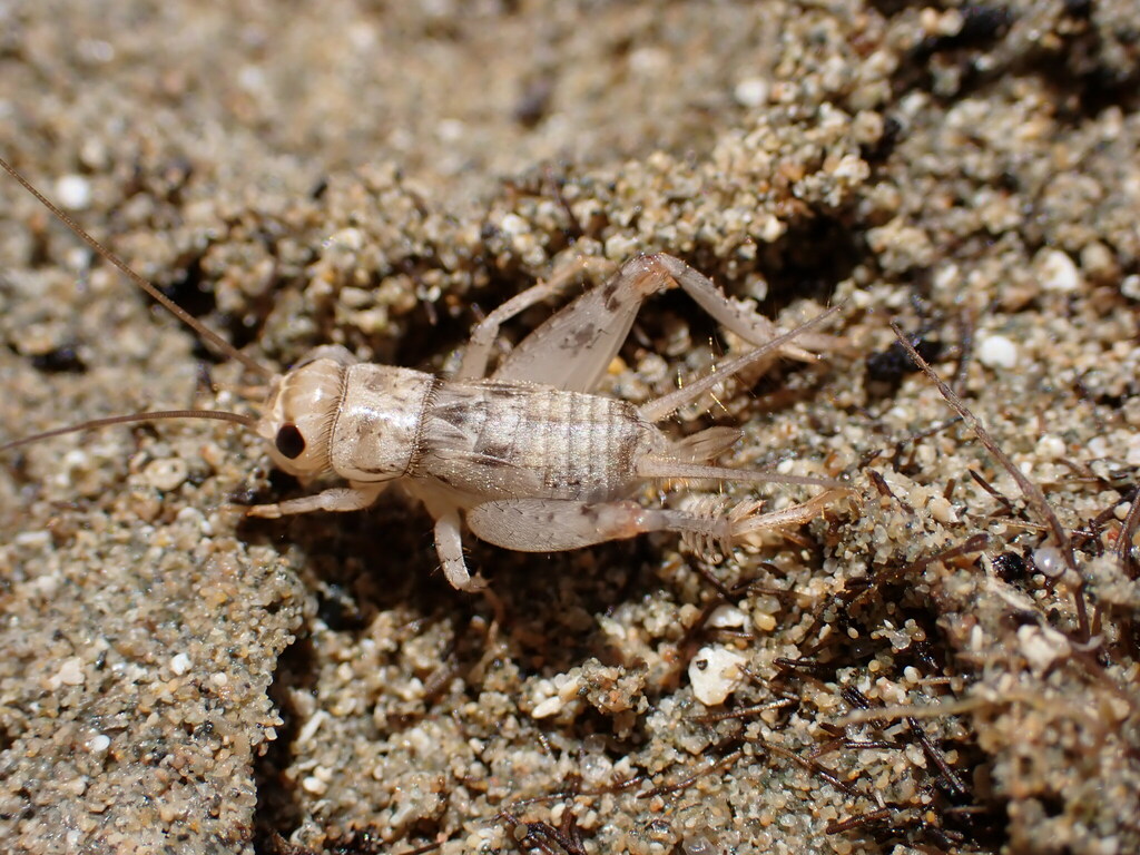 silver-bell cricket