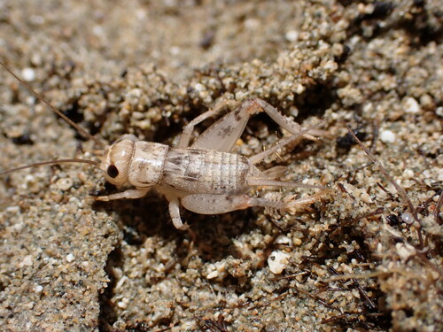 silver-bell cricket