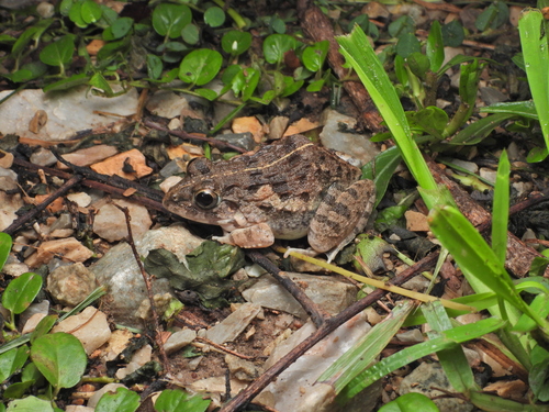 Paddy Field Frog
