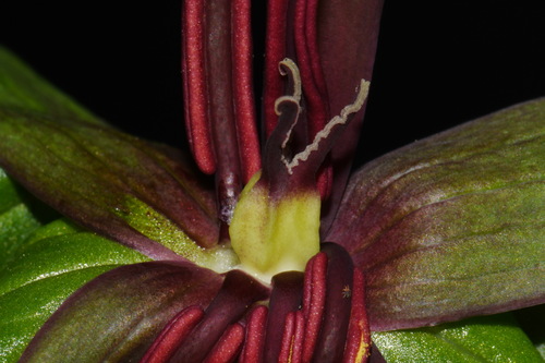 Image of Ozark Green Trillium (Trillium viridescens) by (c) Brian Finzel, some rights reserved (CC BY-SA)