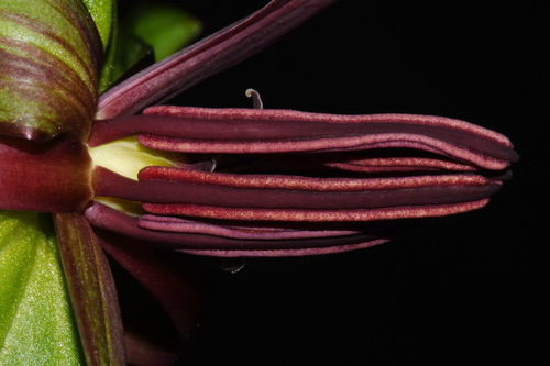 Image of Trillium viridescens by (c) Brian Finzel, some rights reserved (CC BY-SA)