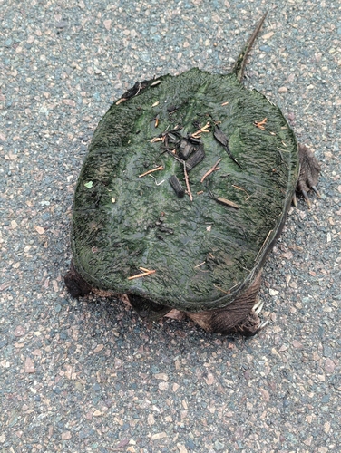 Snapping Turtle