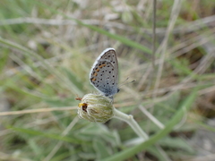 Pseudophilotes vicrama