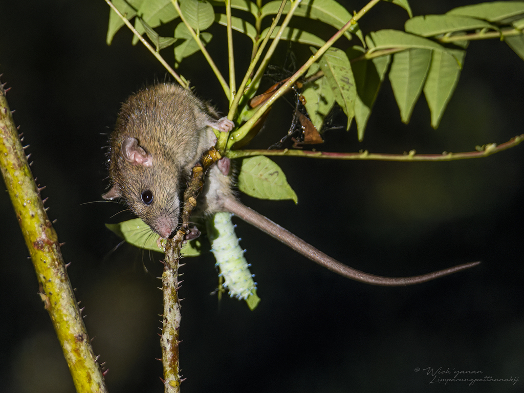 Amami-Oshima Island Spiny Rat