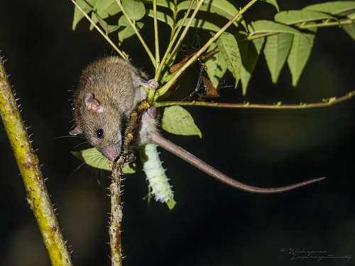 Amami Spiny Rat (Tokudaia osimensis) — Endangered Mammalia