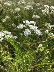 Bifora americana