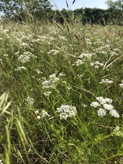 Bifora americana