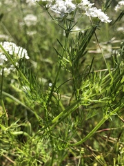 Bifora americana