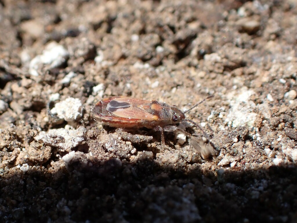 Lygaeosoma sardeum erythropterum