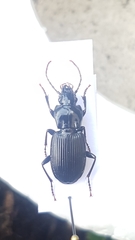 Pterostichus micans