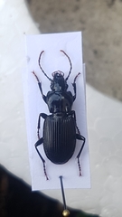 Pterostichus micans