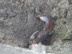 Chasmagnathus convexus