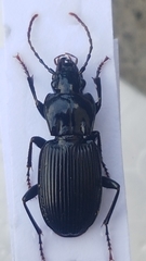 Pterostichus micans