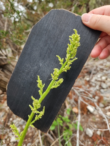 Image of Nolina lindheimeriana by (c) Jo Roberts, some rights reserved (CC BY)