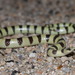 Mohave Shovel-Nosed Snake - Photo (c) RJ, some rights reserved (CC BY-NC), uploaded by RJ