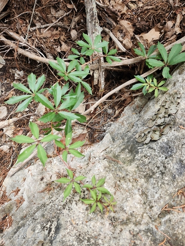 Image of Parthenocissus heptaphylla by (c) Jo Roberts, some rights reserved (CC BY)