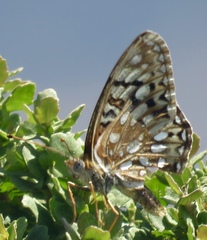 Speyeria callippe callippe