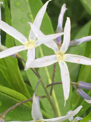 Amsonia illustris
