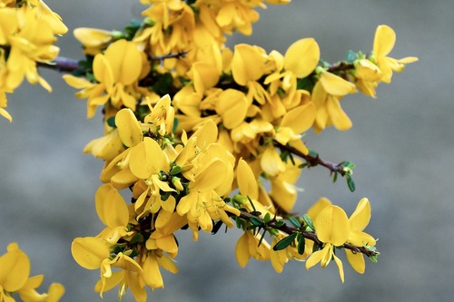 Ebony Coccuswood (Brya ebenus)