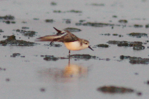 Calidris pygmaea