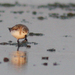 Spoon-billed Sandpiper - Photo (c) Julien Renoult, some rights reserved (CC BY), uploaded by Julien Renoult