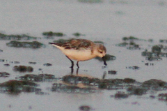 Calidris pygmaea